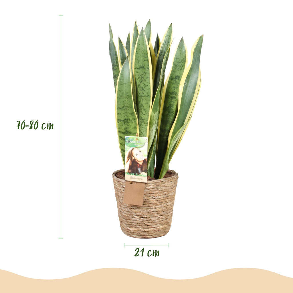 Green is... Kamerplanten - Sansevieria Laurentii - Vrouwentong - Weinig onderhoud - met mand - Groen - 1 Plant - Pot 21cm - Hoogte 70-80cm