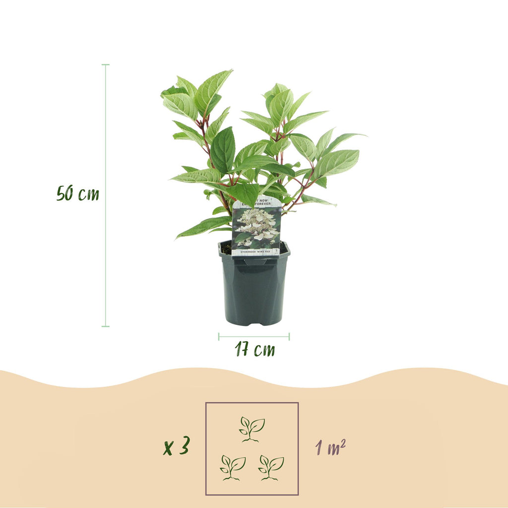 Pluim Hortensia - Hydrangea panniculata Wims Red - Bloem Wit Rood  - 3 Planten - 1 m2 - Bladverliezend - Grote Bloemen - Pot 17cm Hoogte 50cm