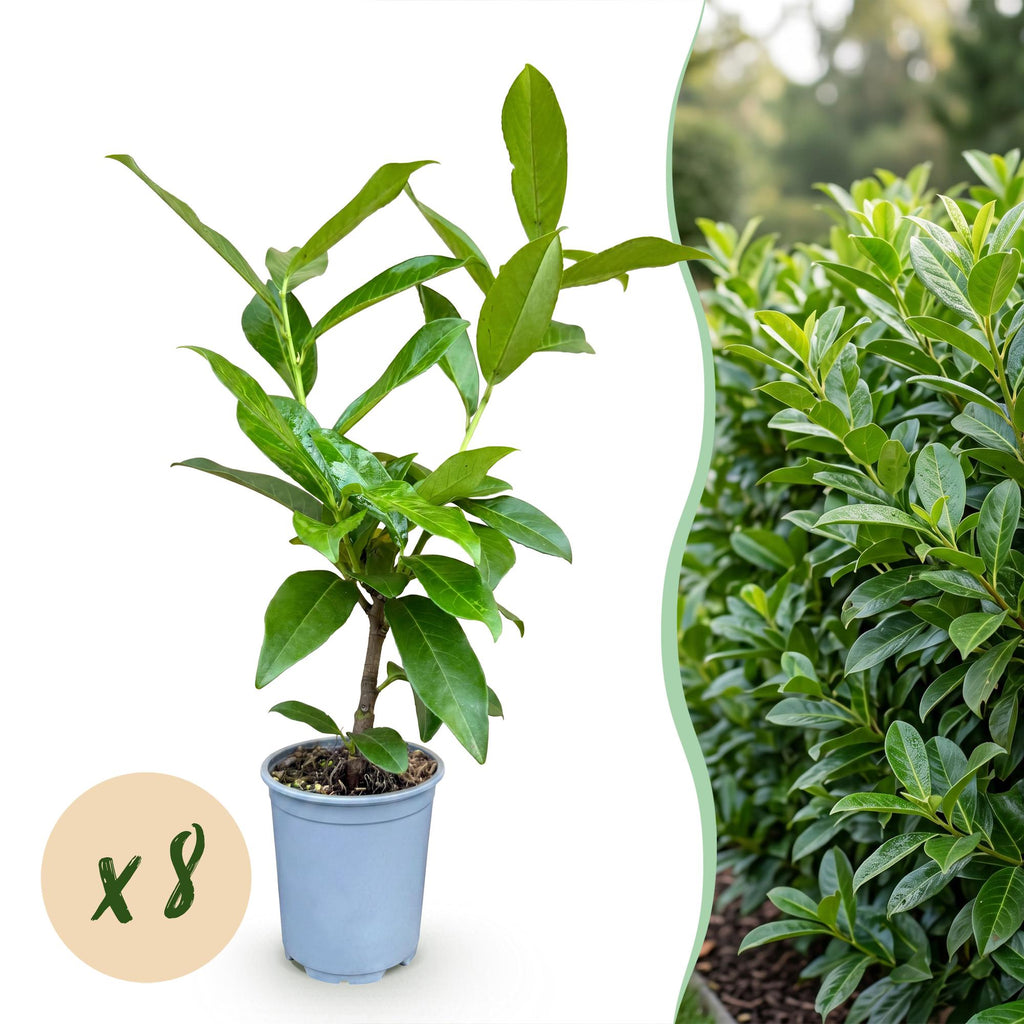 8x Prunus laur. Novita - Laurierkers - Haagplanten - Groenblijvend - Groen - Pot 9cm - Hoogte 25-35cm