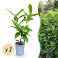 8x Prunus laur. Novita - Laurierkers - Haagplanten - Groenblijvend - Groen - Pot 9cm - Hoogte 25-35cm