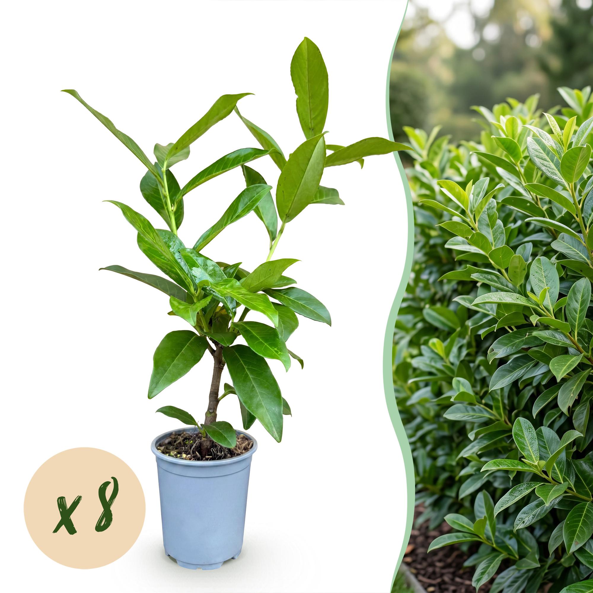 8x Prunus laur. Novita - Laurierkers - Haagplanten - Groenblijvend - Groen - Pot 9cm - Hoogte 25-35cm