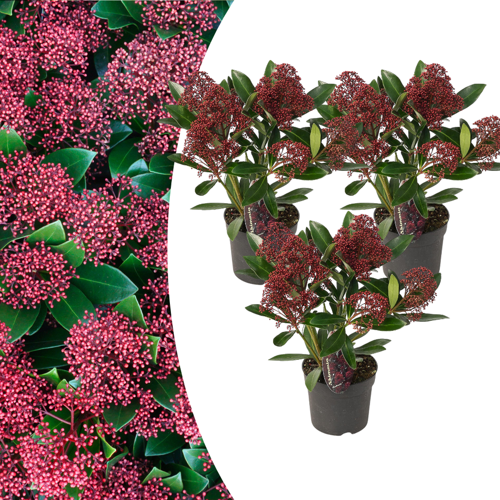 Set van 3 Skimmia 'Rubella' – Ø10,5 cm – ↨ 20-25 cm