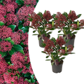 Set van 3 Skimmia 'Rubella' – Ø10,5 cm – ↨ 20-25 cm
