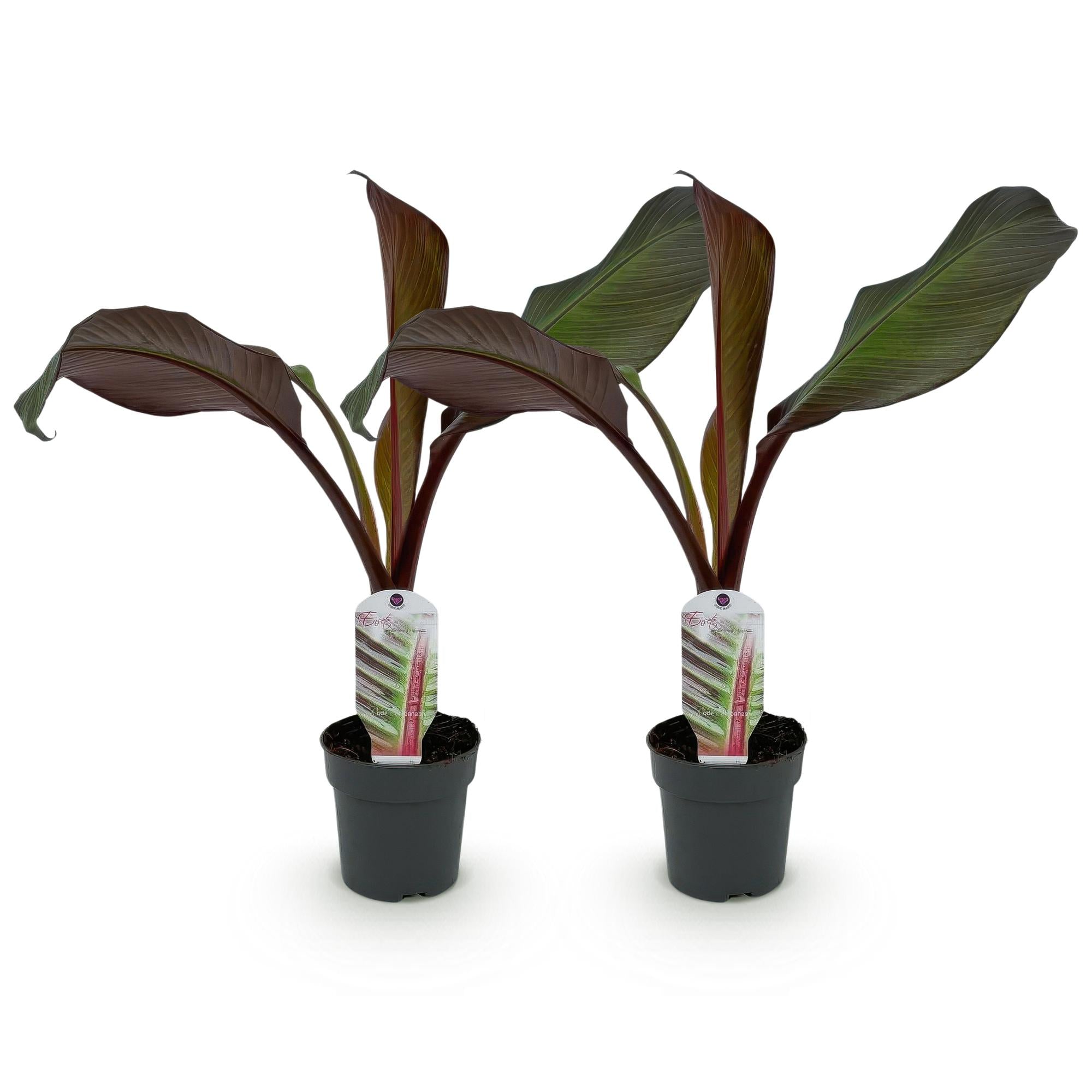 Fruitplant - Bananen plant - Ensete ventricosum Maurelli - Winterhard - 2 planten - Pot 12cm Hoogte 30cm