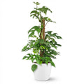 Kamerplant - Mini Gatenplant - Monstera Minima Mosstok - Groen - Weinig onderhoud - 1 Plant - met Potter Wit - Pot 19cm - Hoogte 90cm