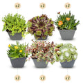 12x - Alpine mix - Ø7cm - ↕10-12cm