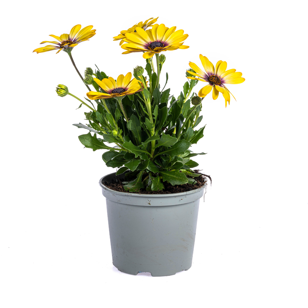 8x Osteospermum Ecklonis Mix Ø12 cm - ↕20 cm
