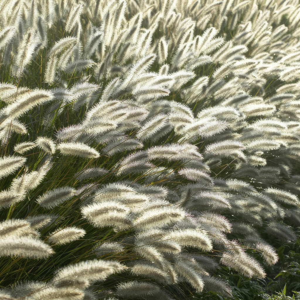 24x Pennisetum alopecuroides 'Hameln' - ↕10-25cm - Ø9cm