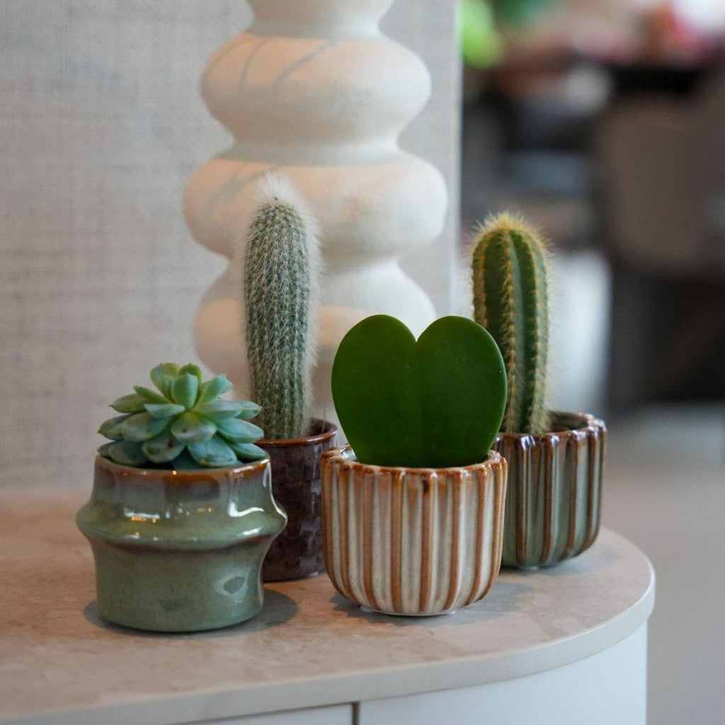 Plant set van 6 met pot set San Juan - plant mix - Ø 6 cm