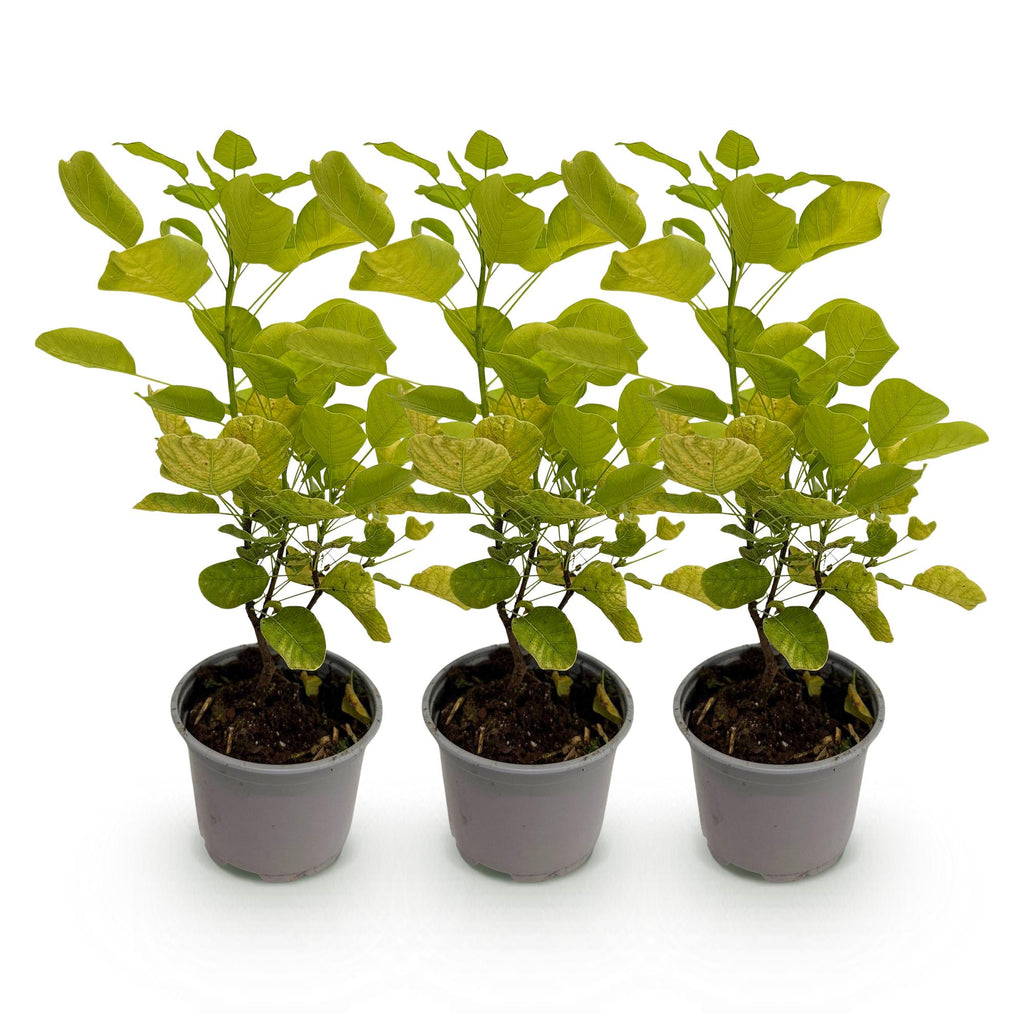 Tuinplant - Cotinus coggyria Golden Spirit - Geel - 3 Planten - Bladverliezend - Weinig Onderhoud - Pot 12cm Hoogte 35cm