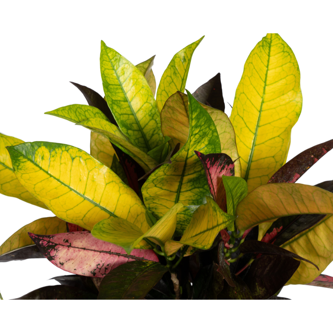 Codiaeum 'Croton' Iceton Ø17cm - ↕40 - 60cm