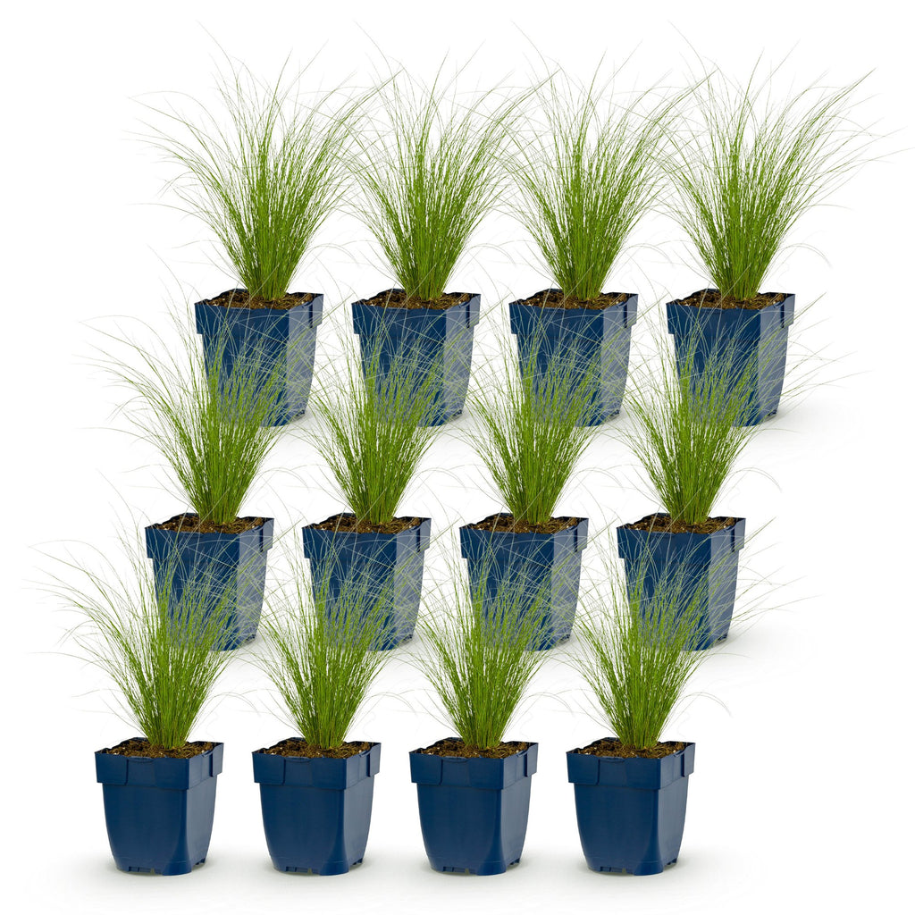 Grassen - Stipa tenuissima Ponytails - Vedergras - Groenblijvend - Groen - 12 Planten - Pot 11cm - Hoogte 15-25cm