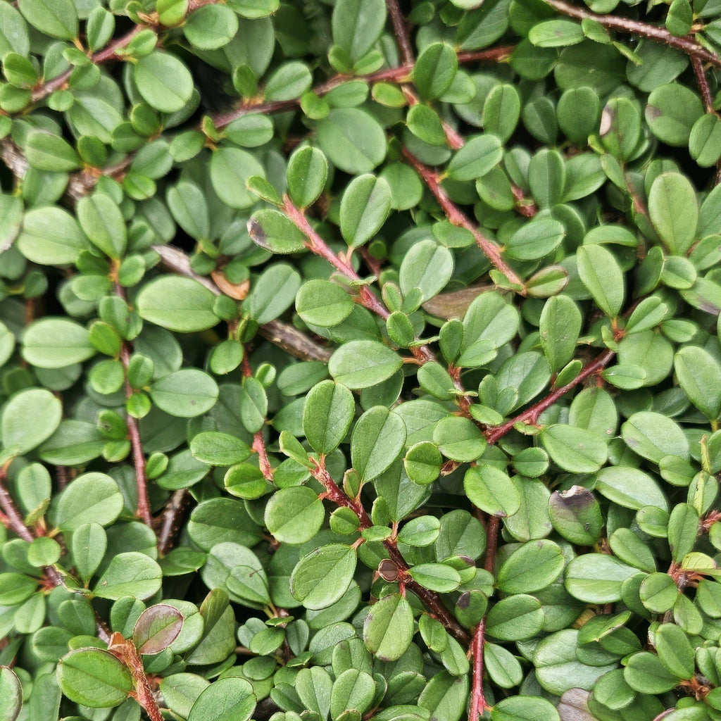 48x Cotoneaster pr. 'Streib's Findling' - ↕10-25cm - Ø9cm