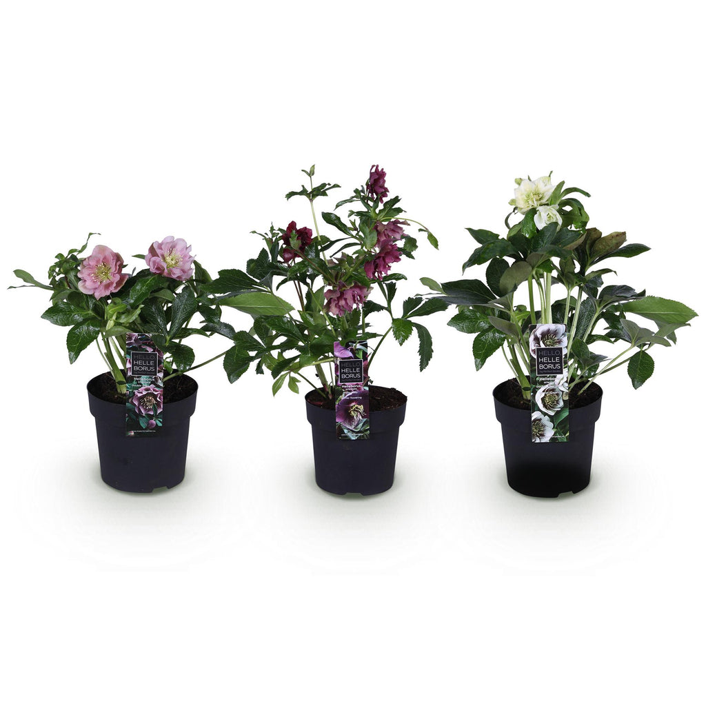 Tuinplant - Lenten Rose - Helleborus orientalis Double Tricolour - Roze - Rode - Witte Bloem -3 Planten - Groenblijvend - Pot 14cm Hoogte 35cm