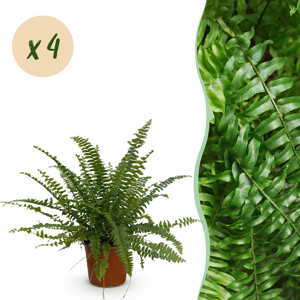 Kamerplant - Nephrolepsis exaltata Green Lady - Varen - Huisdiervriendelijk - Groen - 4 Planten - Pot 12cm - Hoogte 28-30cm