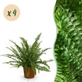 Kamerplant - Nephrolepsis exaltata Green Lady - Varen - Huisdiervriendelijk - Groen - 4 Planten - Pot 12cm - Hoogte 28-30cm