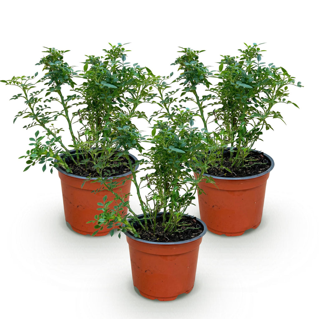 Tuin Roos - Rosa Cutie Pie - Roos - Winterhard - Roze - 3 Planten - Pot 12cm - Hoogte Hoogte 20-25cm