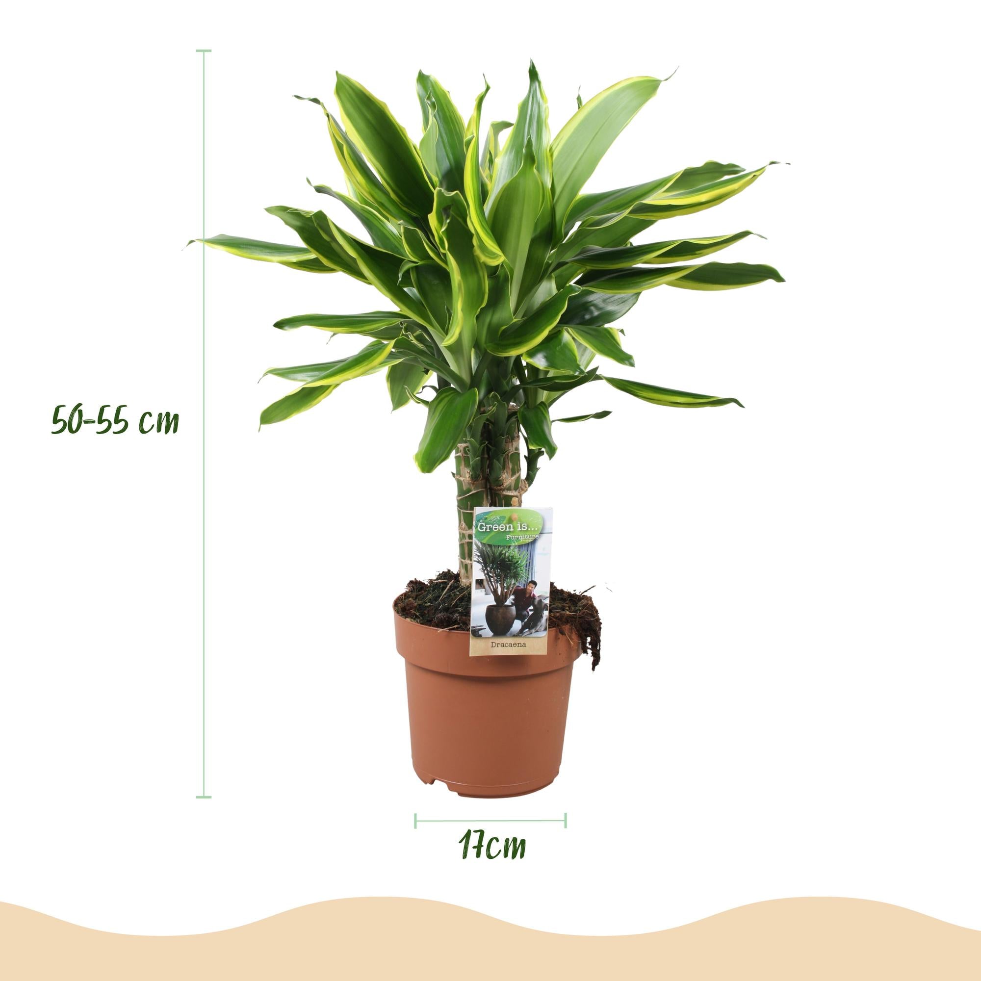 Green is... Kamerplanten - Dracaena fragrans Golden Coast - Drakenbloedboom - Weinig onderhoud - Groen - 2 Planten - Pot 17cm - Hoogte 50-55cm