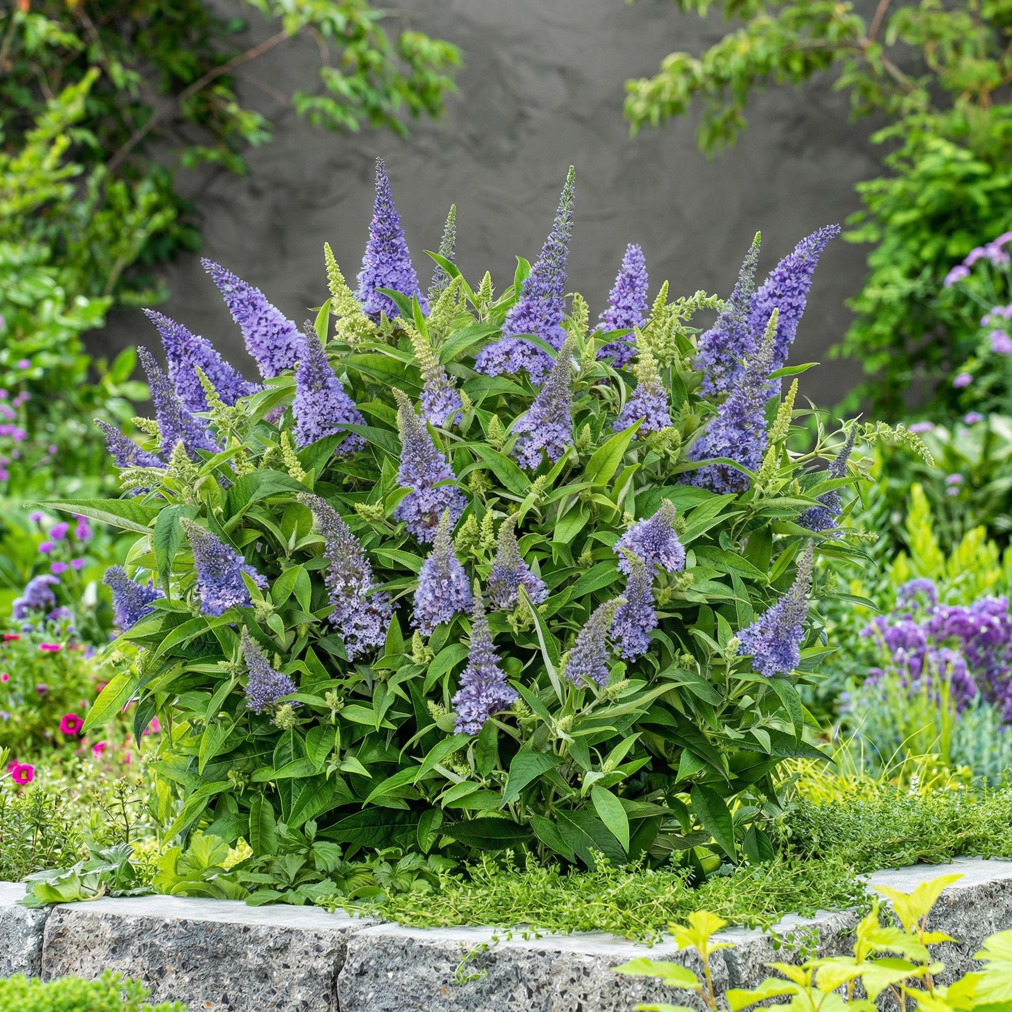 Tuinplant - Buddleja davidii Butterfly Candy Little Lila - Vlinderstruik - Compact - Lila - 1 Plant - Pot 12cm - Hoogte 20-25cm