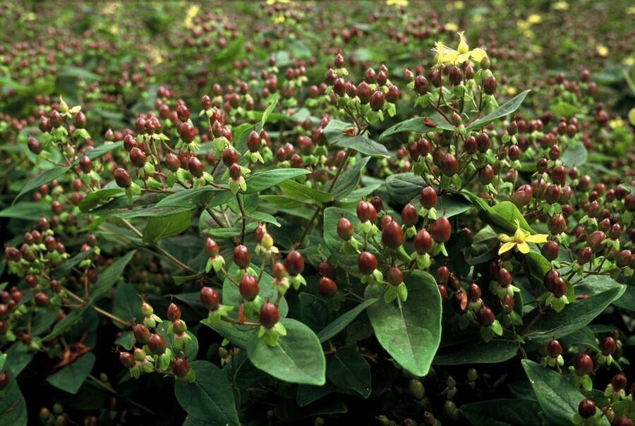 12x Hypericum inodorum 'Rheingold' - ↕10-25cm - Ø9cm
