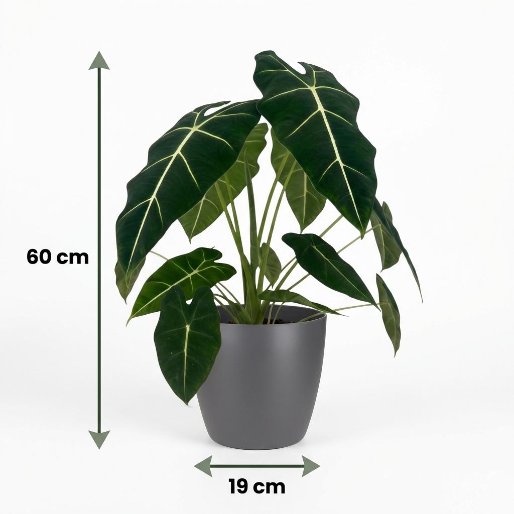 Kamerplant - Olifantsoor - Alocasia Frydek - Groen - Weinig onderhoud - 1 Plant - met Potter Grijs - Pot 19cm - Hoogte 60cm