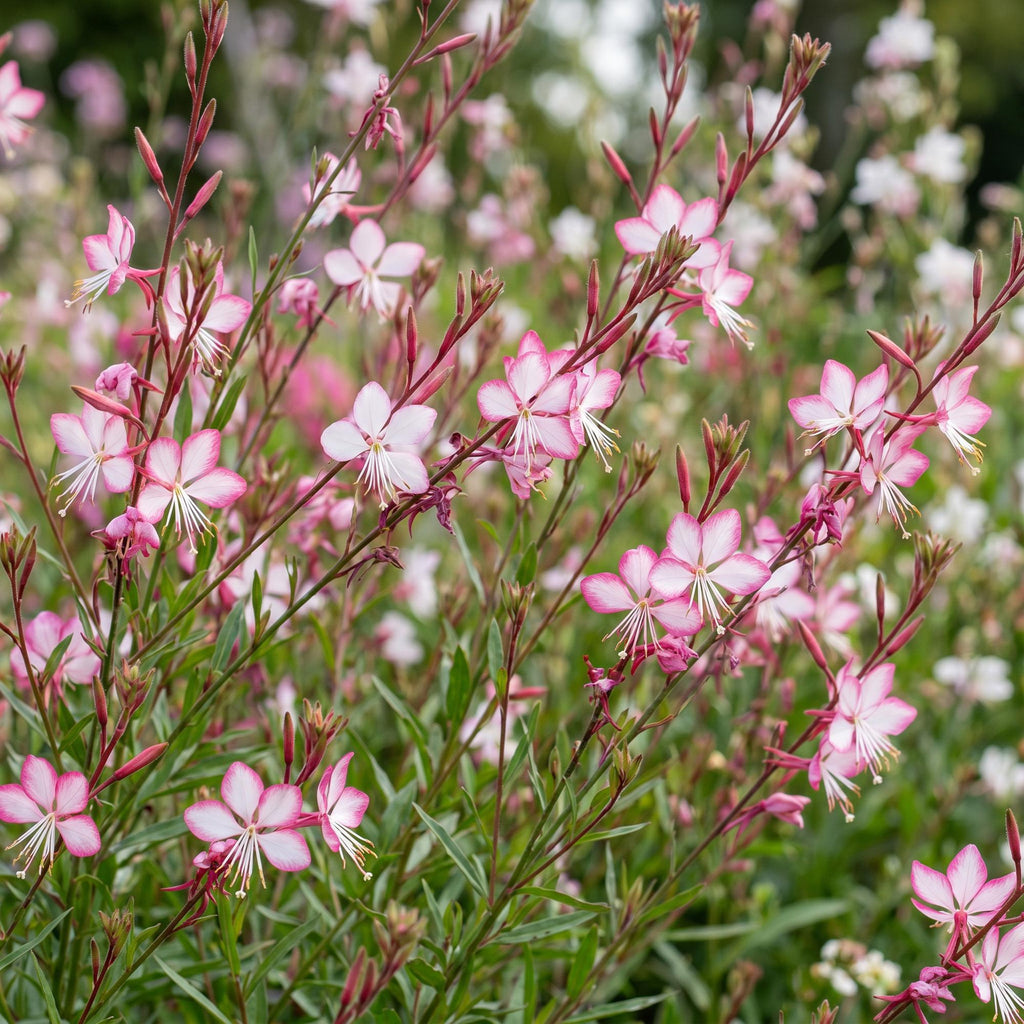 Vasteplant - Gaura lindh. Rosyjane - Prachtkaars - Bijen- en vlinderlokkers - Roze - 12 Planten - Pot 11cm - Hoogte 15-25cm