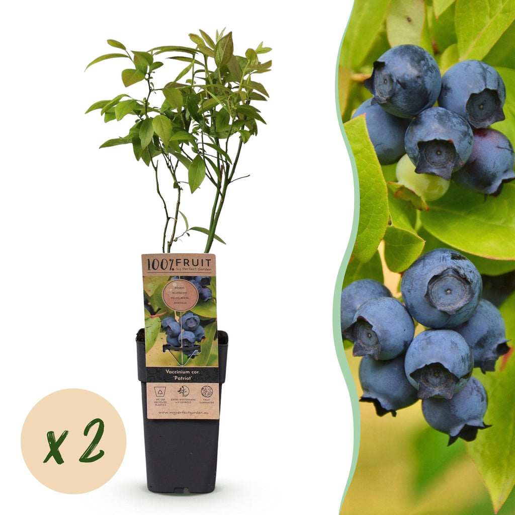 Fruitplant - Vaccinium corymbosum Patriot - Bosbes - Winterhard - Blauwe Bes - 2 Planten - Pot 15cm - Hoogte 50cm