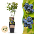 Fruitplant - Vaccinium corymbosum Patriot - Bosbes - Winterhard - Blauwe Bes - 2 Planten - Pot 15cm - Hoogte 50cm