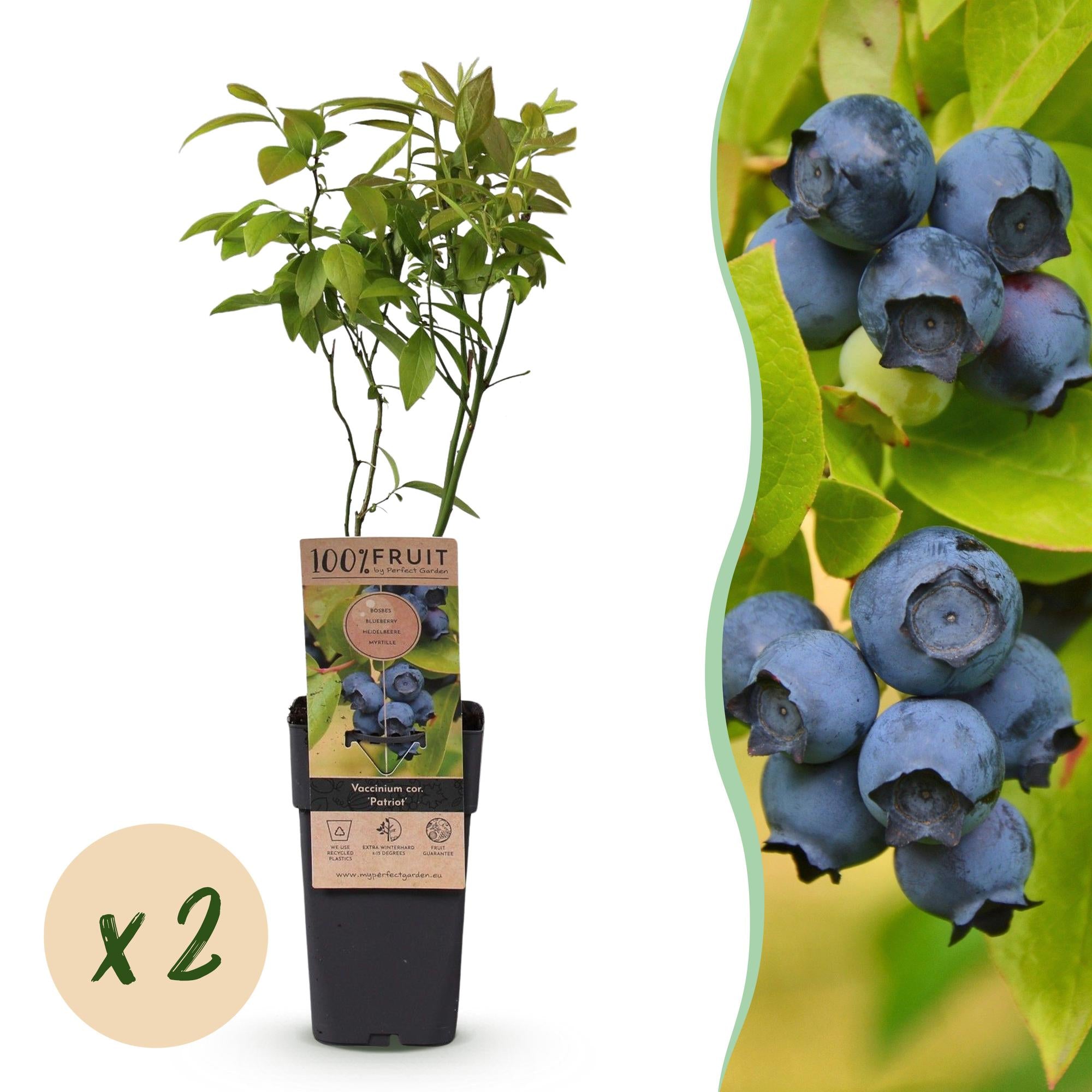 Fruitplant - Vaccinium corymbosum Patriot - Bosbes - Winterhard - Blauwe Bes - 2 Planten - Pot 15cm - Hoogte 50cm