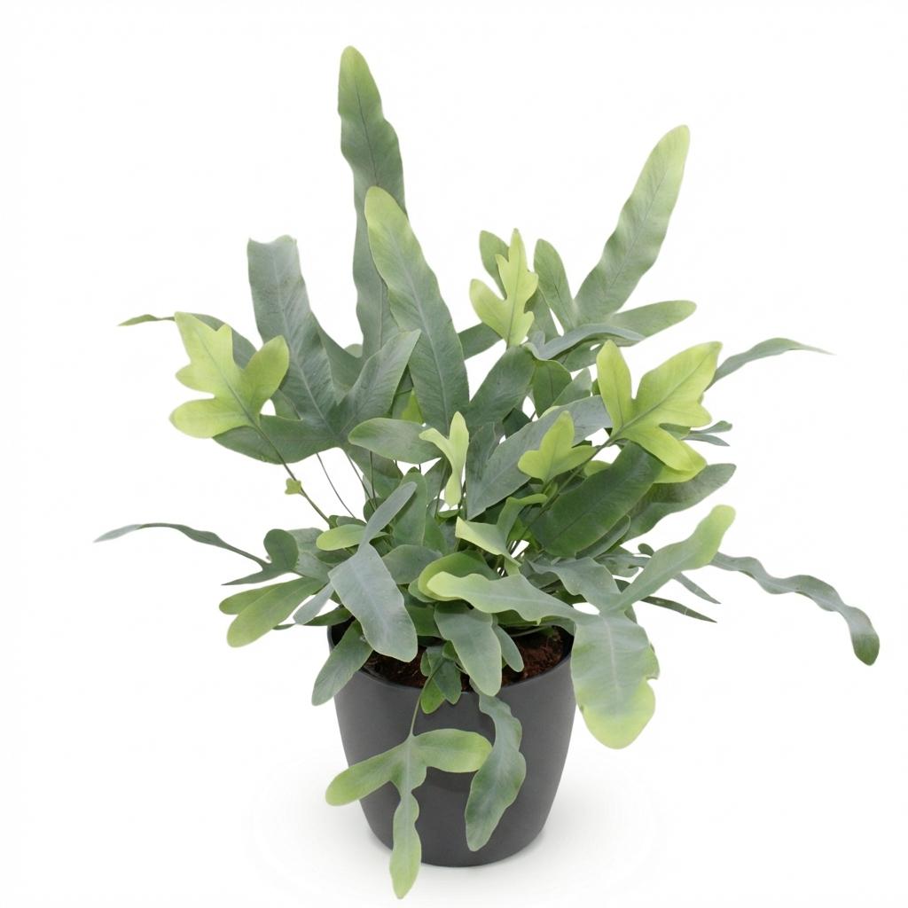 Kamerplant - Phlebodium aureum Blue Star - Blauwe Varen - Huisdiervriendelijke Plant - Blauw - 1 Plant - met Potter Grijs - Pot 12cm - Hoogte 25cm