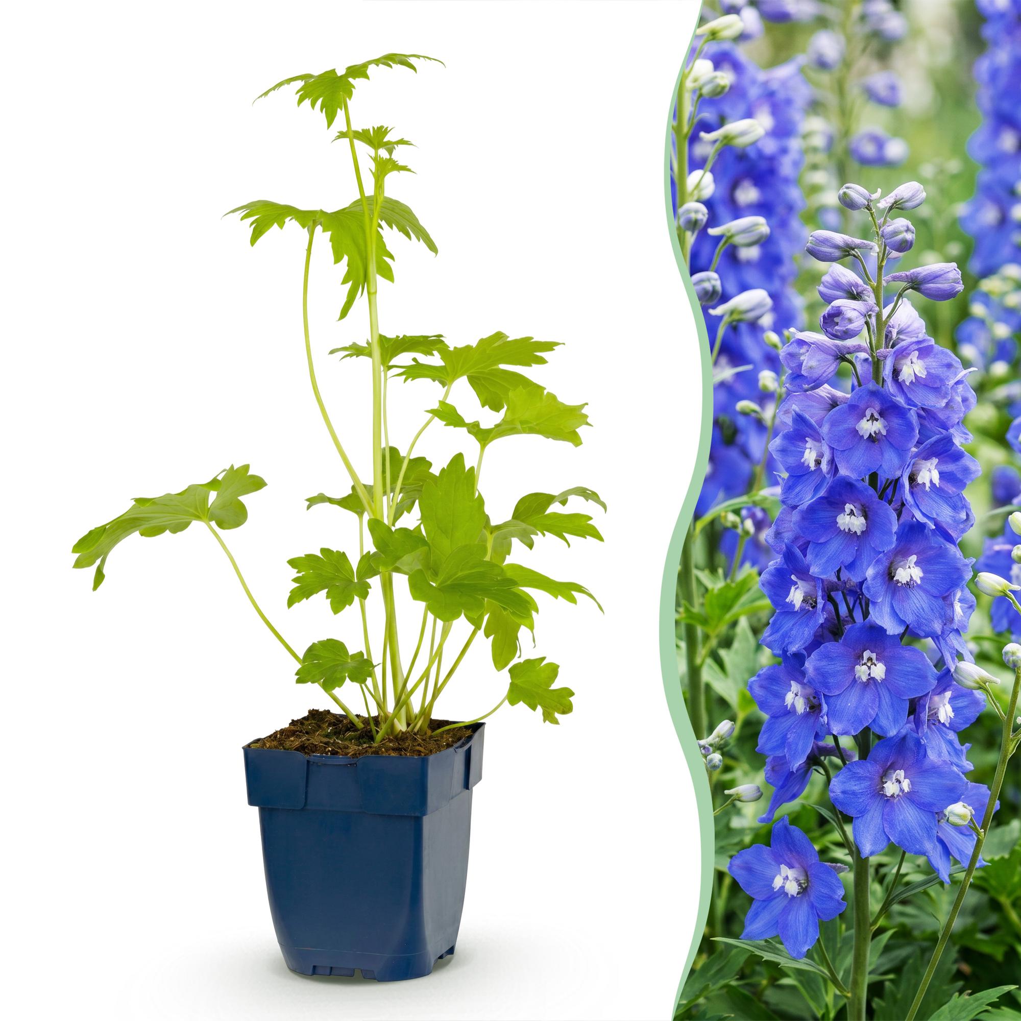 Vasteplant - Delphinium (P) Blue Bird - Ridderspoor - Bijen en Vlinderlokkers - Blauw - 24 Planten - Pot 11cm - Hoogte 15-25cm