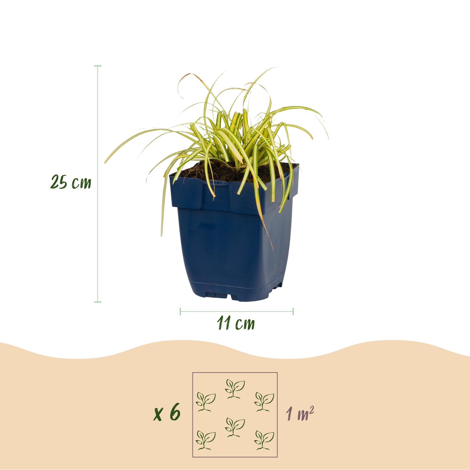 Grassen - Carex oshimensis Evergreen - Japanse Zegge - Groenblijvend - Groen - 1 Plant - Pot 11cm - Hoogte 15-25cm