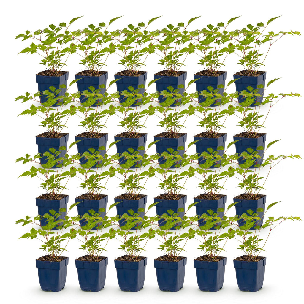 Vasteplant - Astilbe (J) Europa - Pluimspirea - Schaduw - Roze - 24 Planten - Pot 11cm - Hoogte 15-25cm