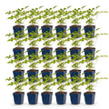 Vasteplant - Astilbe (J) Europa - Pluimspirea - Schaduw - Roze - 24 Planten - Pot 11cm - Hoogte 15-25cm