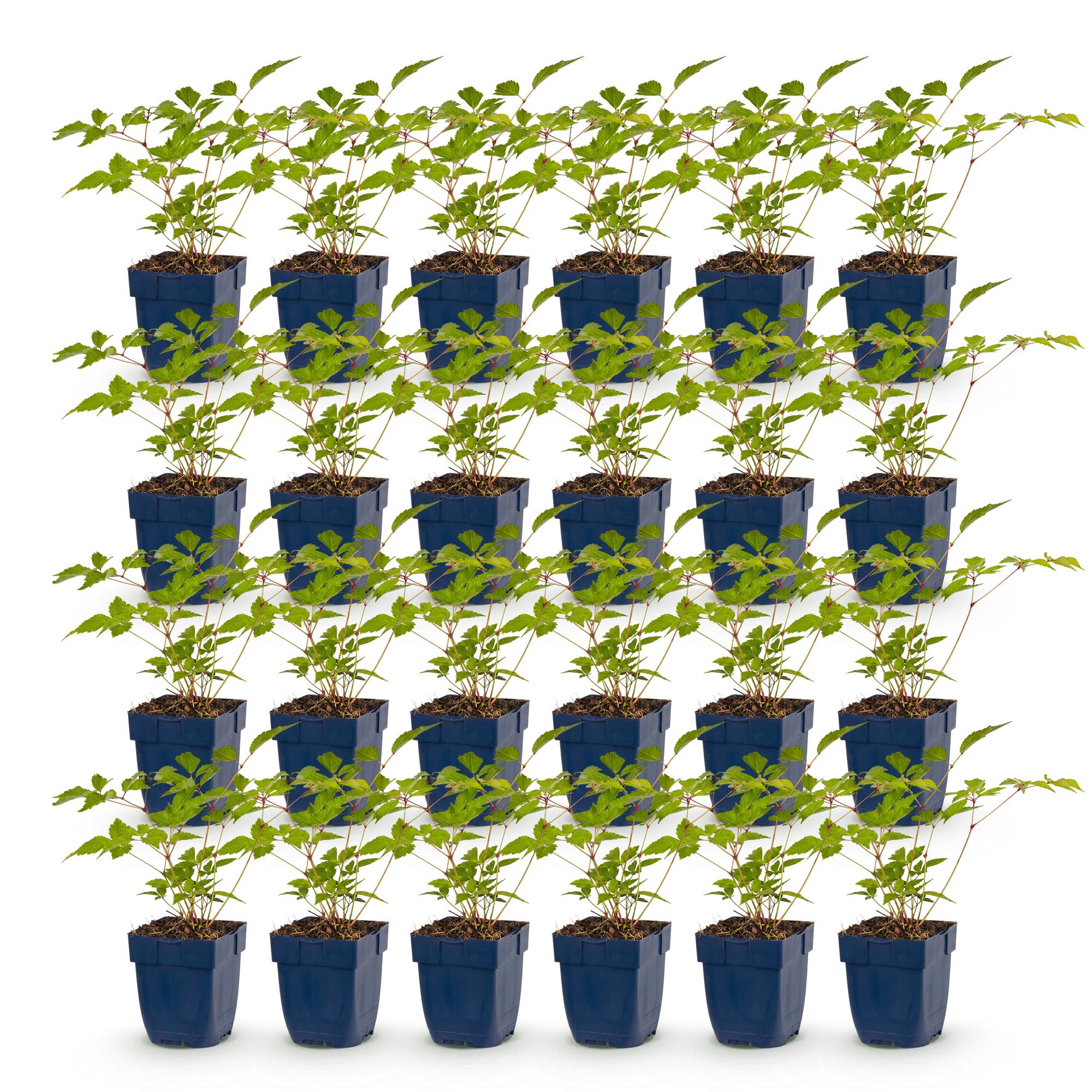 Vasteplant - Astilbe (J) Europa - Pluimspirea - Schaduw - Roze - 24 Planten - Pot 11cm - Hoogte 15-25cm