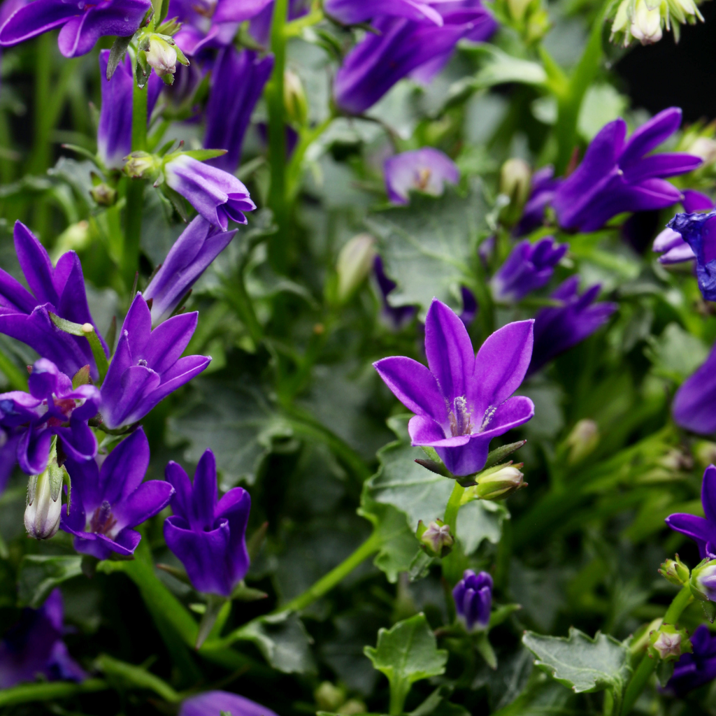 24x Campanula pers. 'Coerulea' - ↕10-25cm - Ø9cm