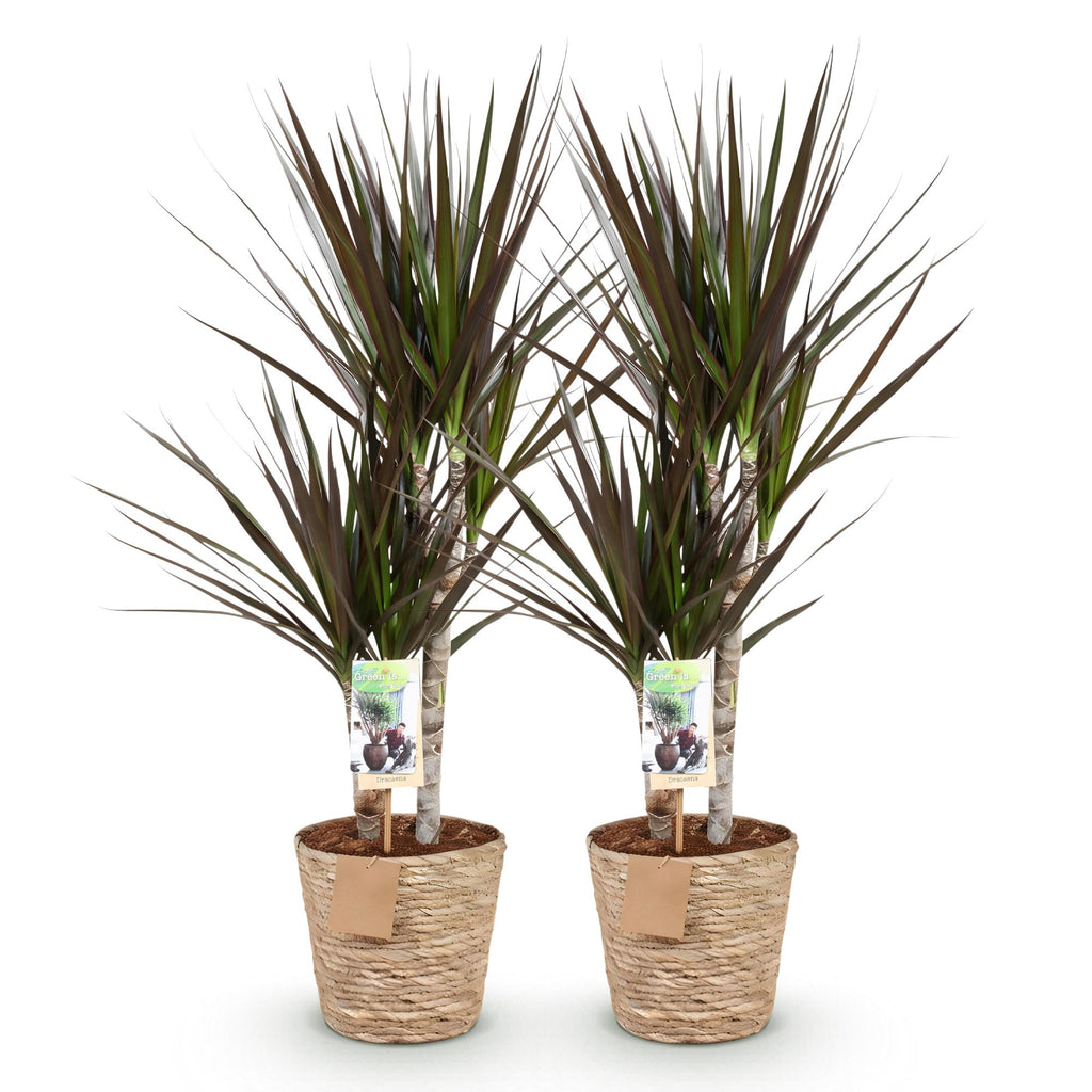 Green is... Kamerplanten - Dracaena Magenta - Drakenbloedboom - Weinig onderhoud - met mand - Groen - 2 Planten - Pot 17cm - Hoogte 70-80cm