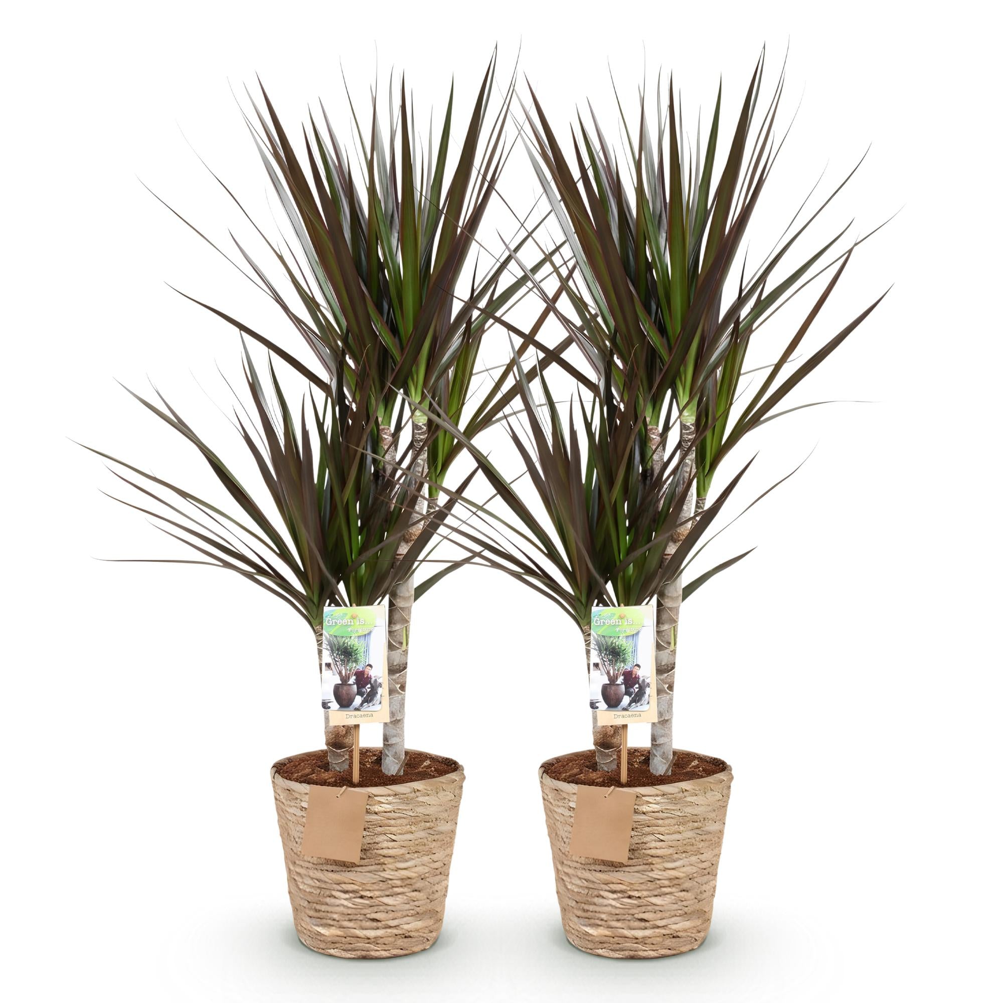 Green is... Kamerplanten - Dracaena Magenta - Drakenbloedboom - Weinig onderhoud - met mand - Groen - 2 Planten - Pot 17cm - Hoogte 70-80cm