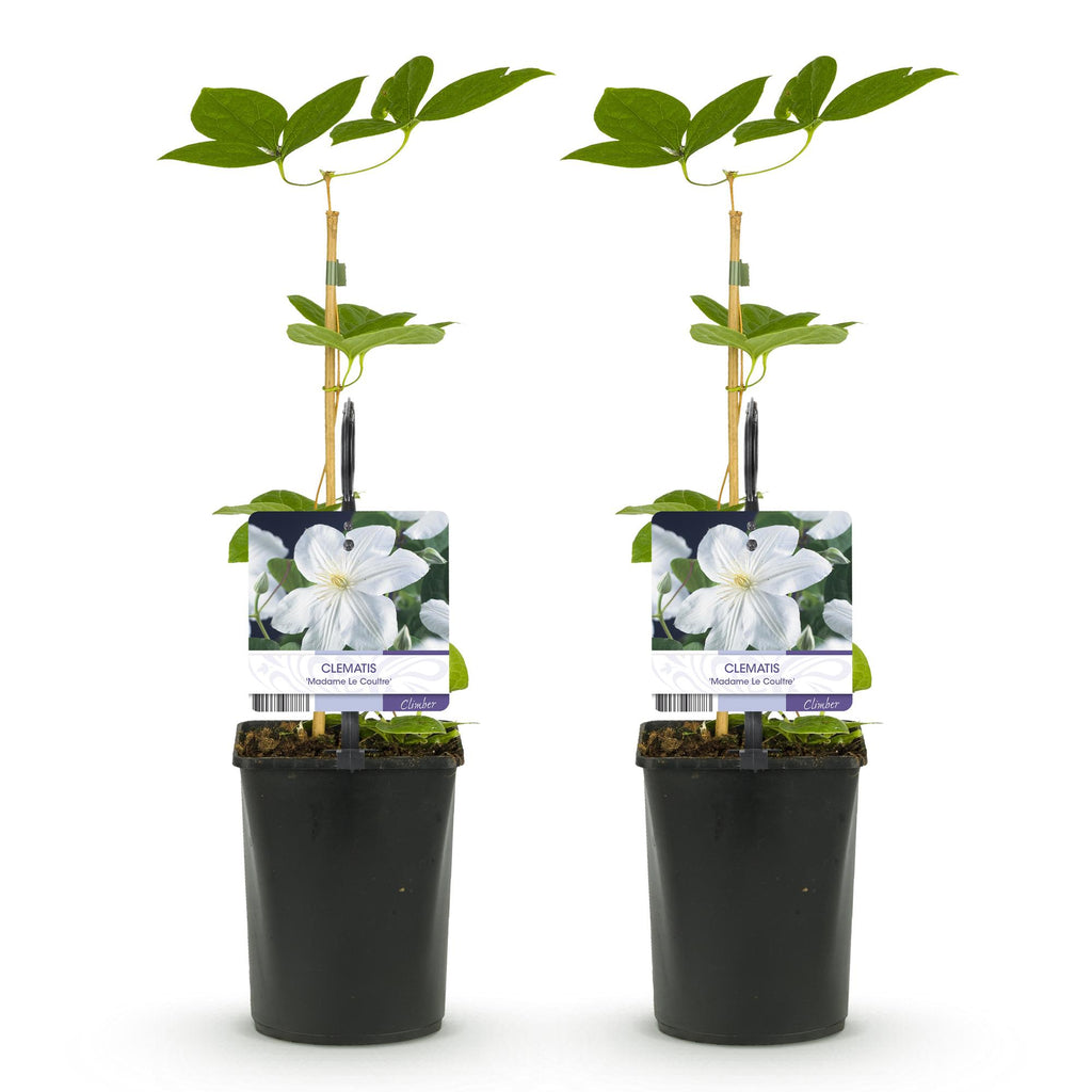 Klimplant - Clematis Madame Le Coultre - bloem wit - Weinig onderhoud -2 planten -  Pot 11cm Hoogte 40cm