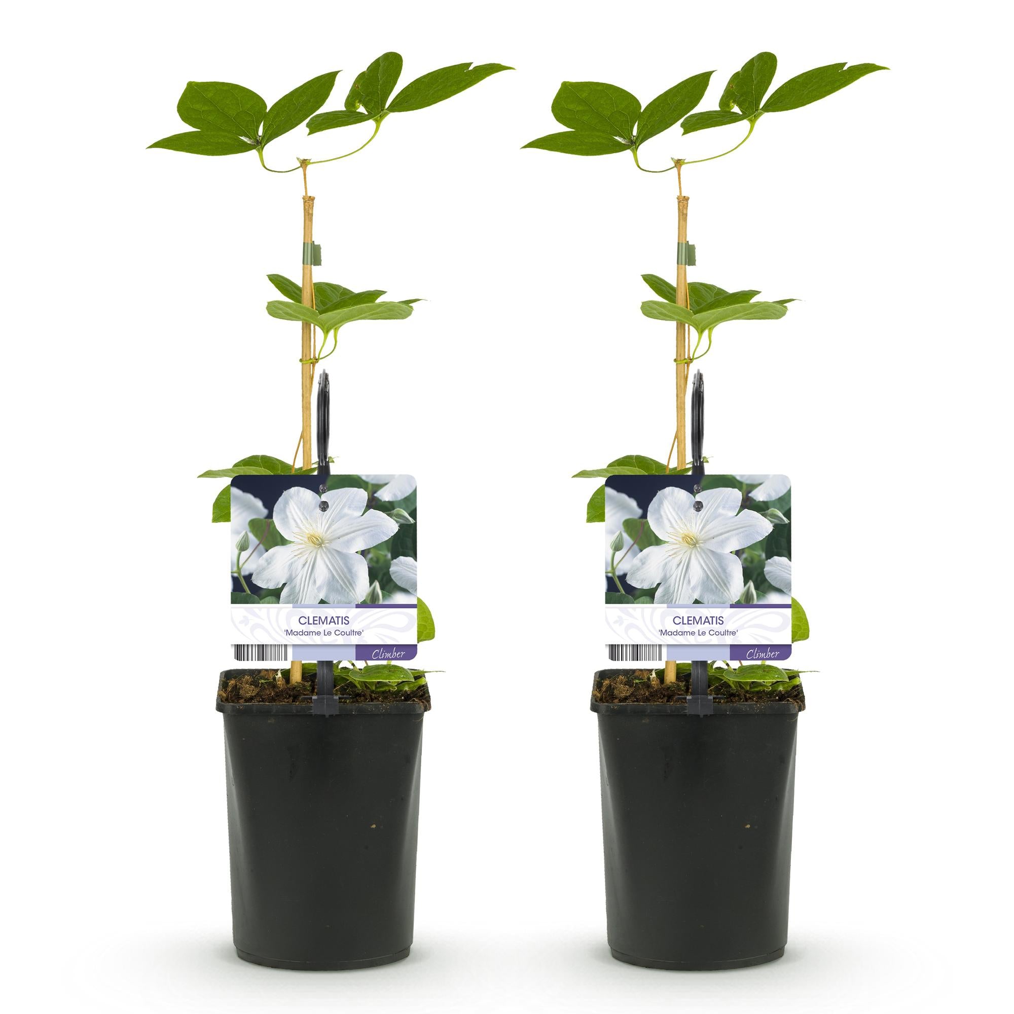 Klimplant - Clematis Madame Le Coultre - bloem wit - Weinig onderhoud -2 planten -  Pot 11cm Hoogte 40cm
