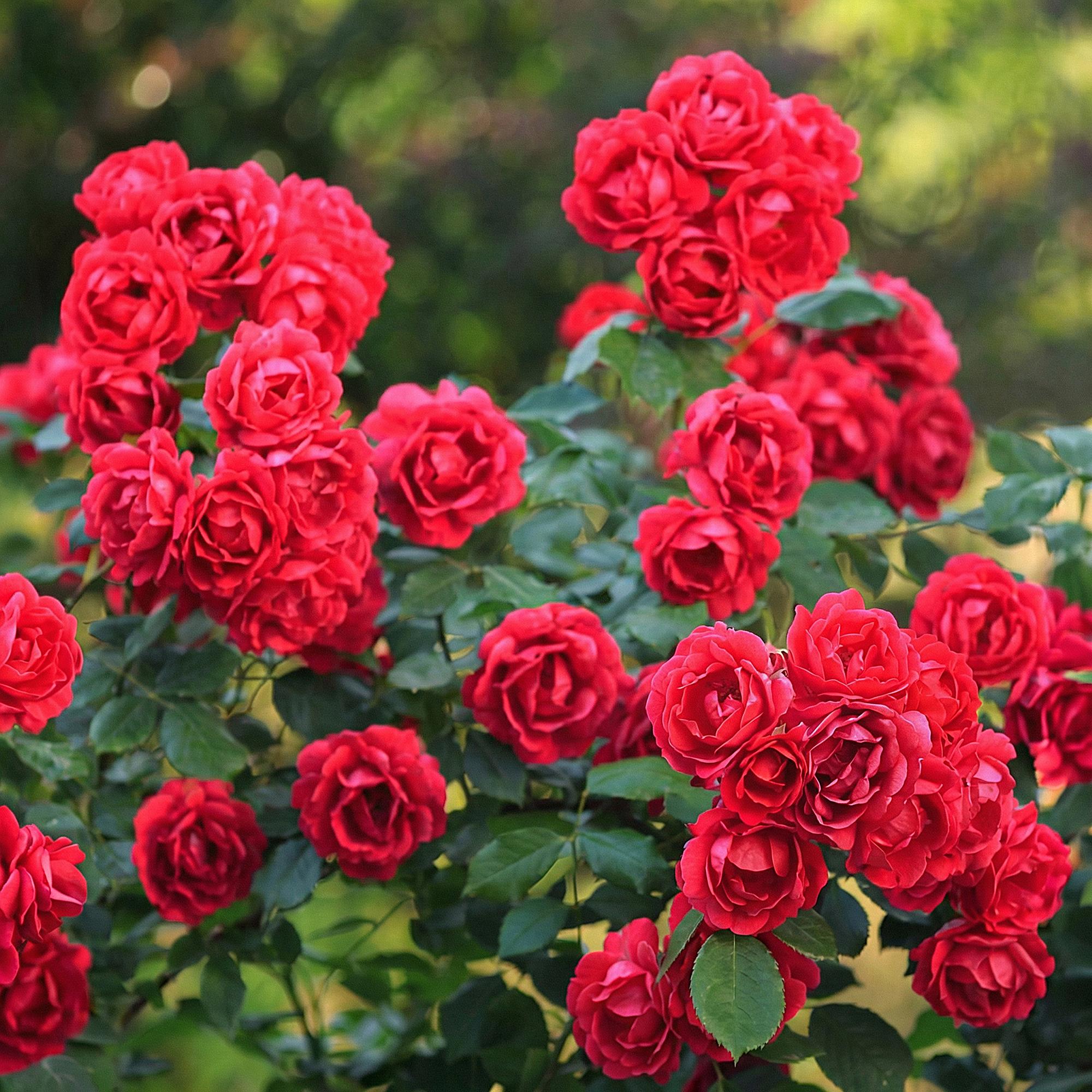 Tuin Roos - Rosa Rote The Fairy - Roos - Winterhard - Rood - 1 Plant - Pot 12cm - Hoogte Hoogte 20-25cm