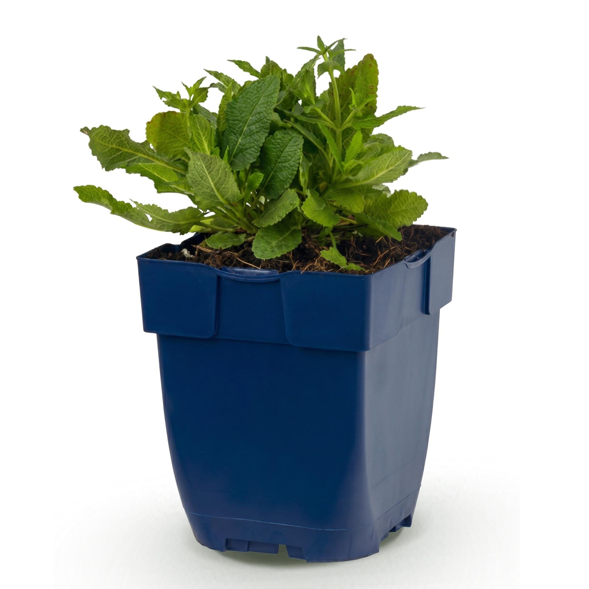 Vasteplant - Salvia nem. Schneehügel - Salie - Bijen en Vlinderlokkers - Wit - 1 Plant - Pot 11cm - Hoogte 15-25cm