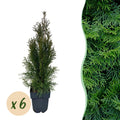 Haagplanten - Thuja occidentalis Smaragd - blad groen - 6 planten - 1 strekkende meter - groenblijvend - pot 17cm hoogte 60cm