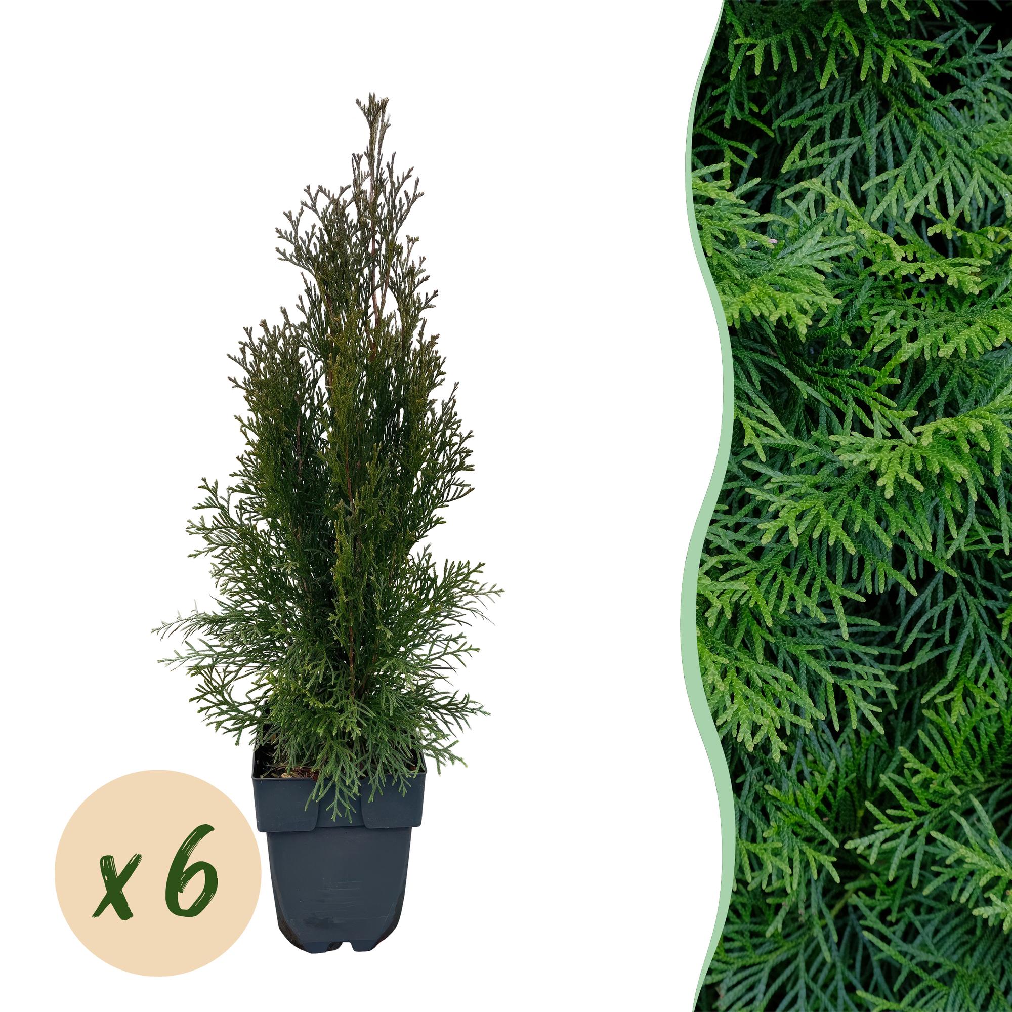 Haagplanten - Thuja occidentalis Smaragd - blad groen - 6 planten - 1 strekkende meter - groenblijvend - pot 17cm hoogte 60cm