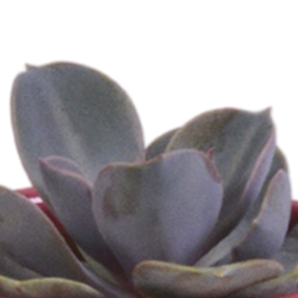 Vetplanten mix 5.5 cm - 5x - in Mexicaanse pot