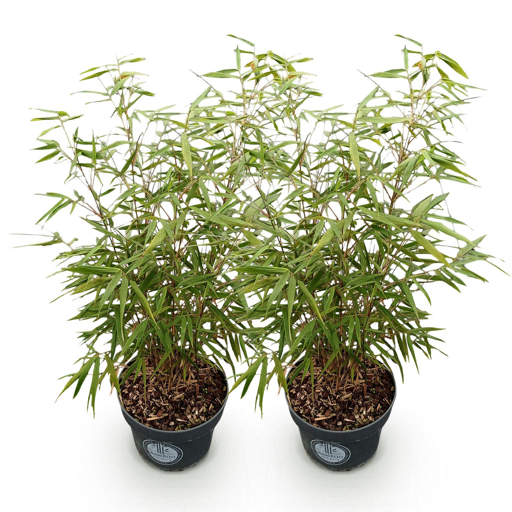 Grassen - Fargesia scabrida Asian Wonder - Niet Woekerende Bamboe - Bladhoudend - Groen - 2 Planten - Pot 23 cm - Hoogte 80 cm