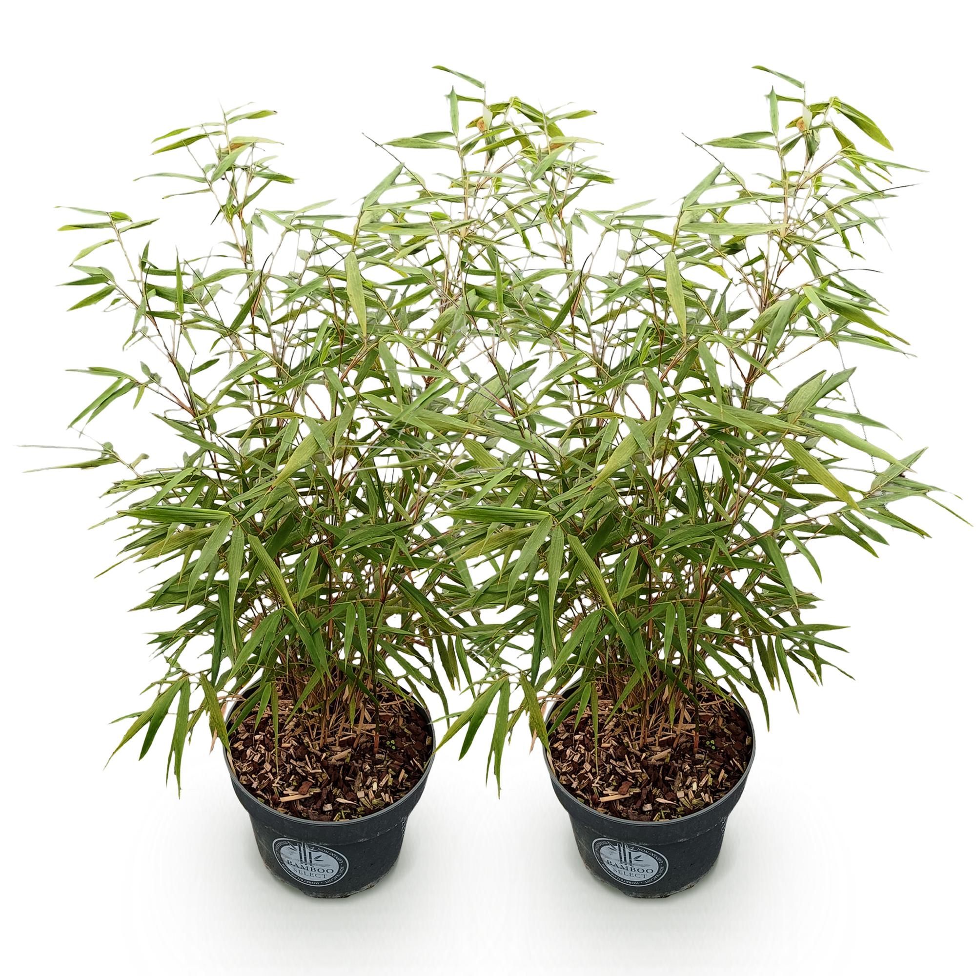 Grassen - Fargesia scabrida Asian Wonder - Niet Woekerende Bamboe - Bladhoudend - Groen - 2 Planten - Pot 23 cm - Hoogte 80 cm