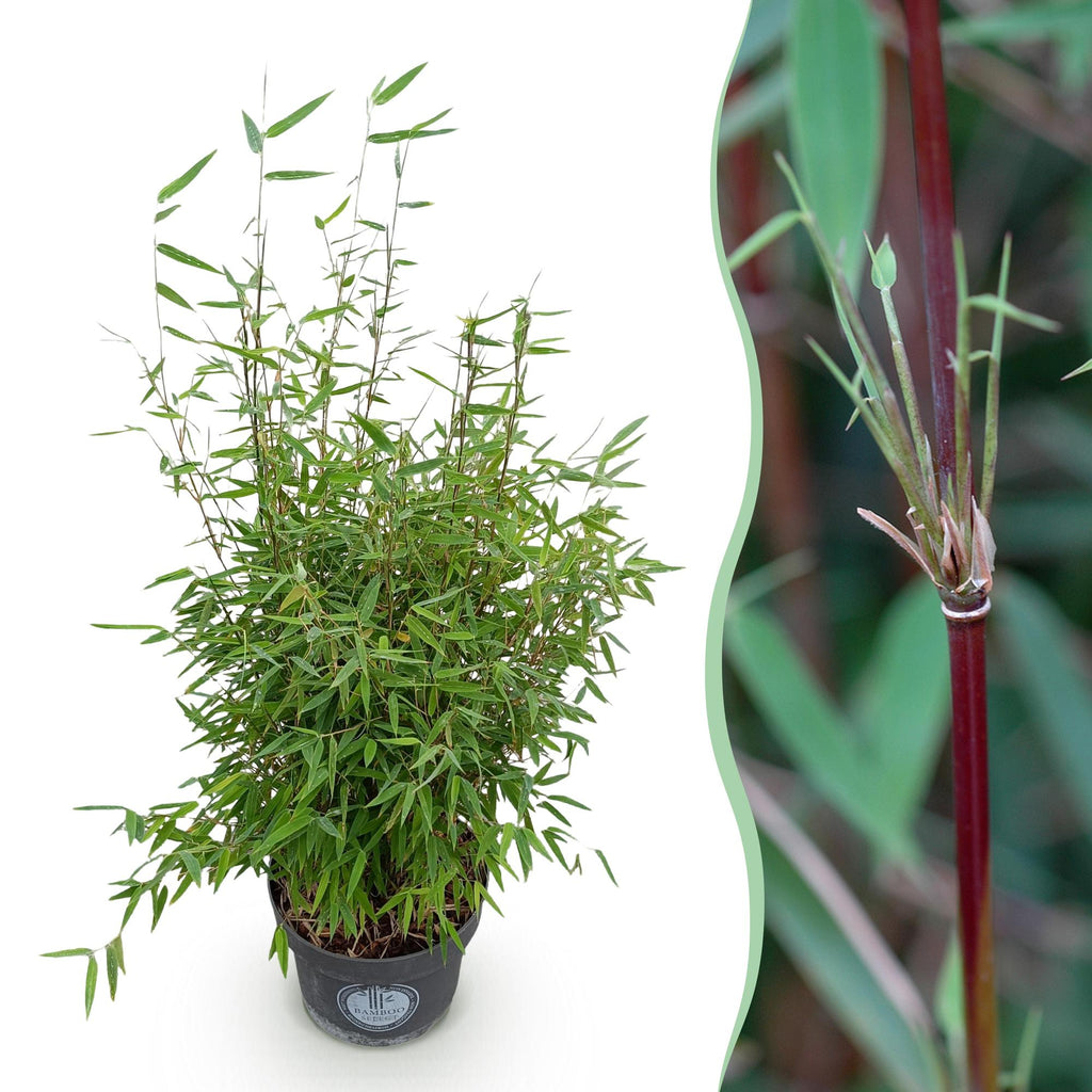 Grassen - Fargesia nitida Red Dragon - Niet Woekerende Bamboe - Bladhoudend - Groen - 1 Plant - Pot 23 cm - Hoogte 80 cm