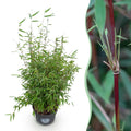 Grassen - Fargesia nitida Red Dragon - Niet Woekerende Bamboe - Bladhoudend - Groen - 1 Plant - Pot 23 cm - Hoogte 80 cm