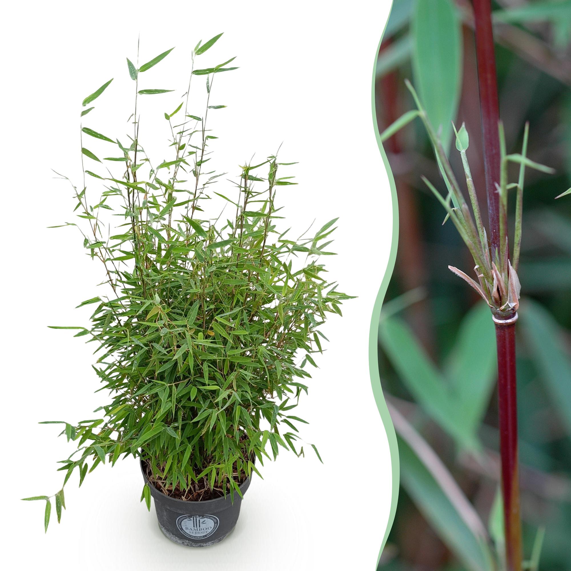 Grassen - Fargesia nitida Red Dragon - Niet Woekerende Bamboe - Bladhoudend - Groen - 1 Plant - Pot 23 cm - Hoogte 80 cm